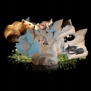 Uma Outra Bela Adormecida