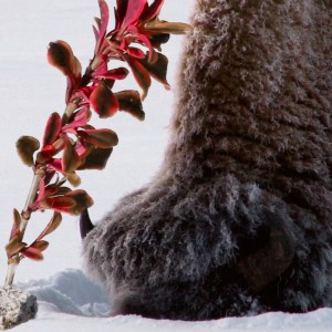 A neve acrescenta pouco ao afeto das plantas