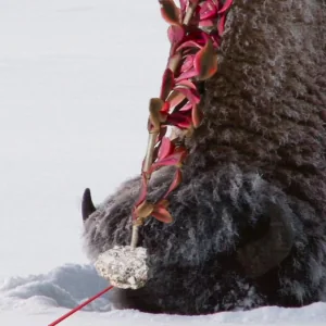 A neve acrescenta pouco ao afeto das plantas